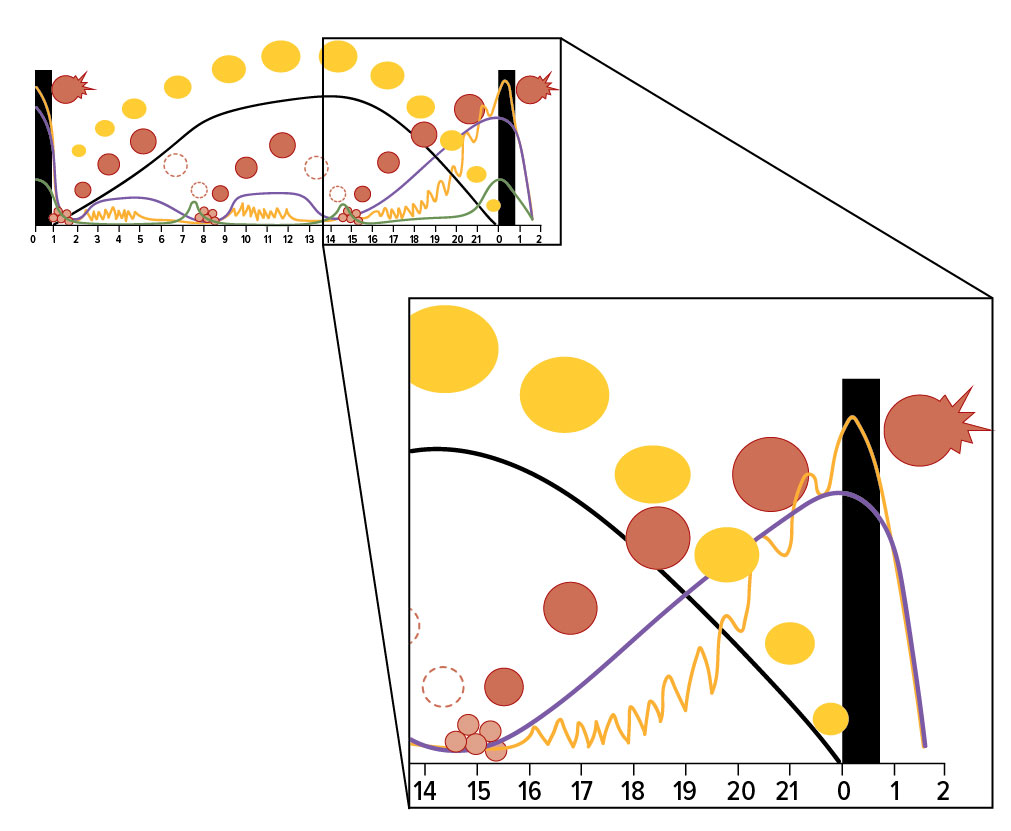 Graph with red circles, yellow circles, a green line, a purple line, and a yellow line representing reproductive fertilization.
